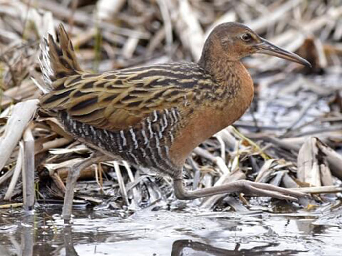 King Rail