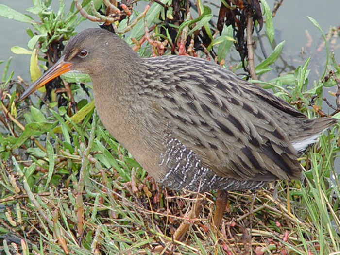 Mangrove Rail