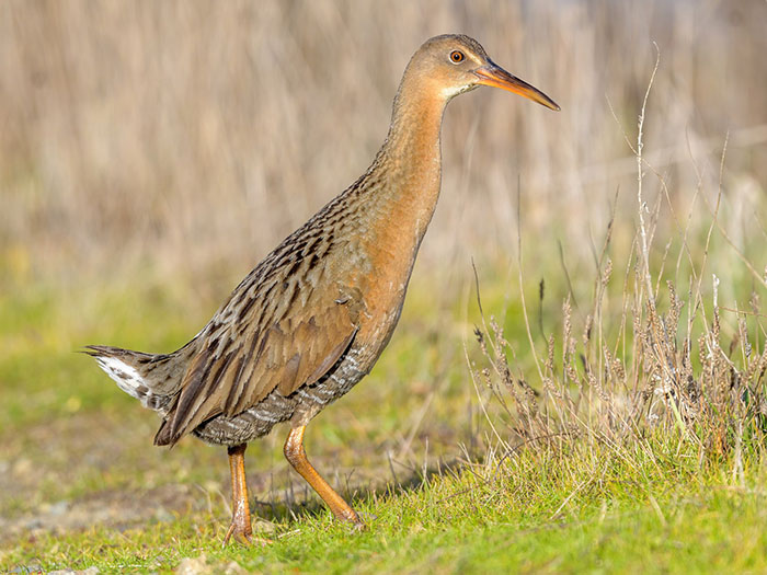 As Thin As A Ridgway’s Rail