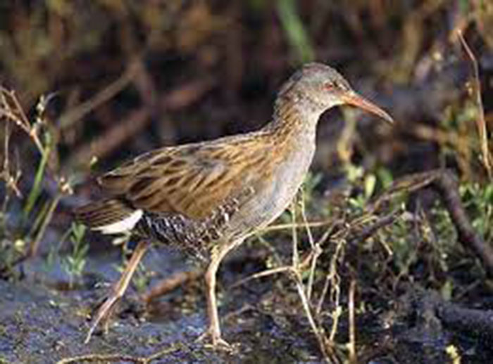 European Water Rail