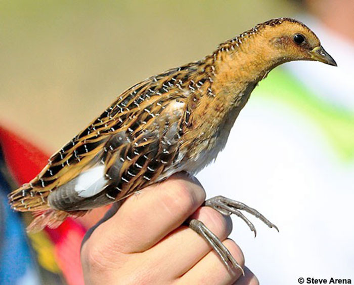 Yellow Rail