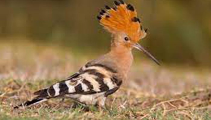 The Legendary Hoopoe: A Pretty Bird with Poor Personal Hygiene