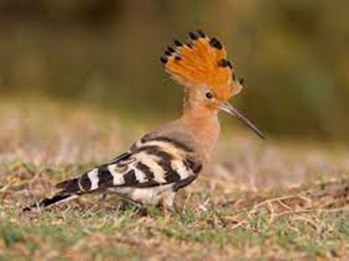 The Legendary Hoopoe: A Pretty Bird with Poor Personal Hygiene