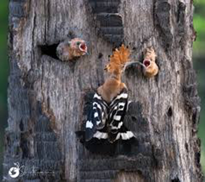 Hoopoe Nesting