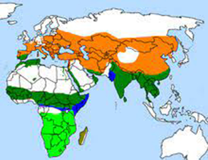 Hoopoe Range Map