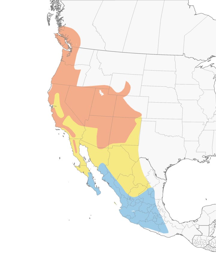 Black-throated Gray Warbler Range Map