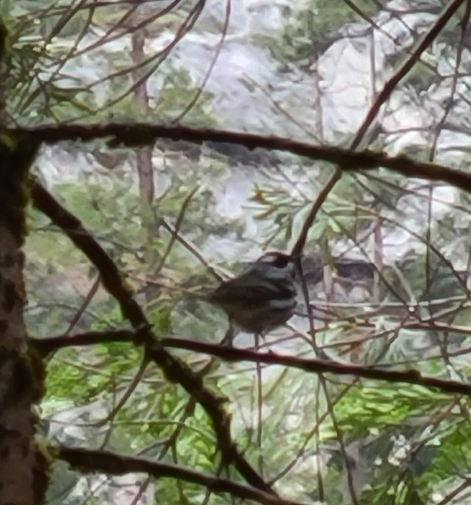 Black-throated Gray Warbler Yosemite