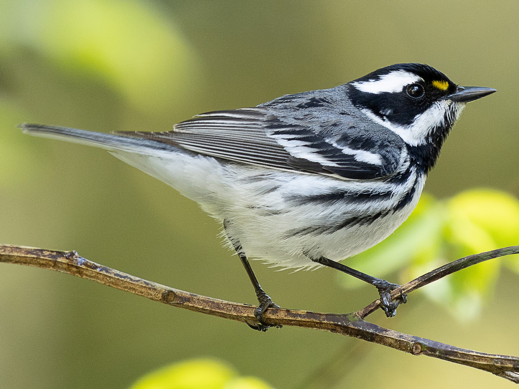 Black-throated Gray Warbler in Yosemite Valley