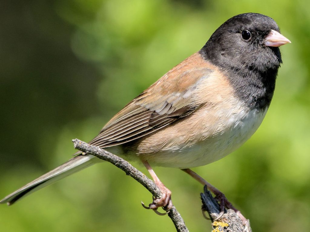 DARK-EYED JUNCO