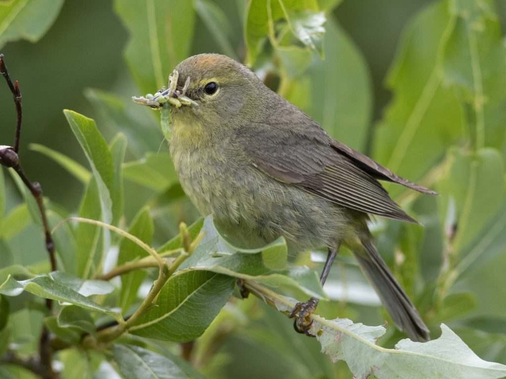 Orange-crowned Warbler