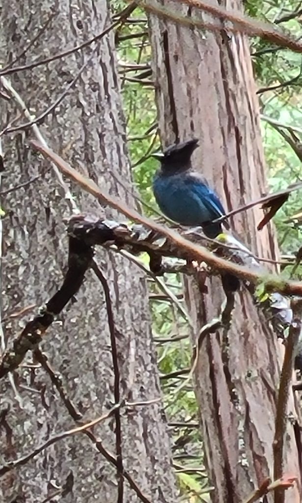 Steller's Jay