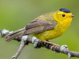 Wilson's Warbler