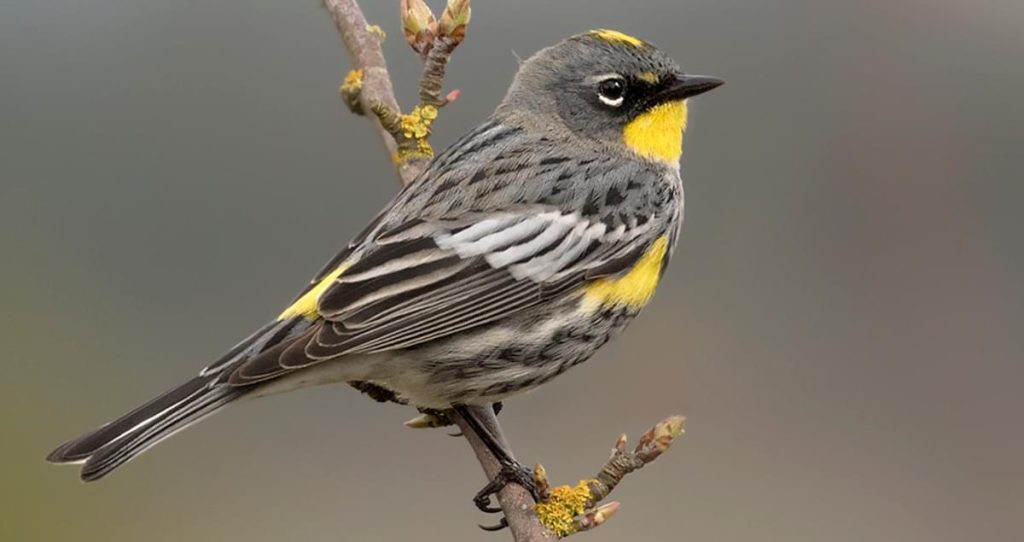 Yellow-rumped Warbler