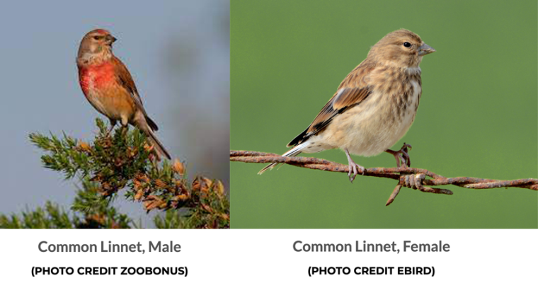 Linnet Versus The American House Finch