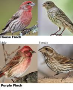 Comparison of Purple Finch with House Finch