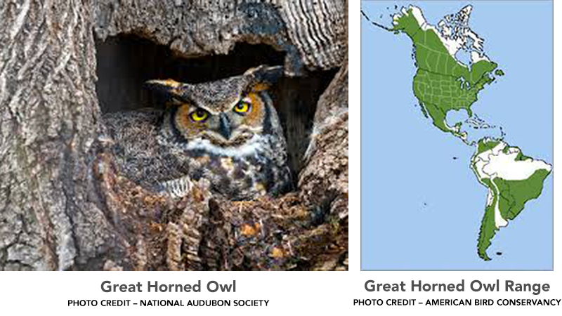 Great Horned Owl and Range Map