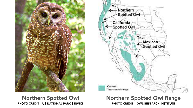 Northern Spotted Owl