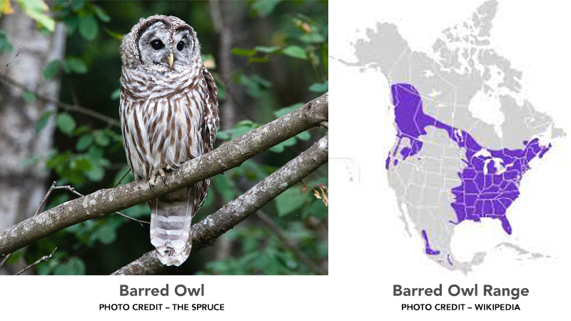 Barred Owl