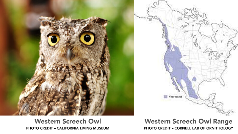 Western Screech Owl