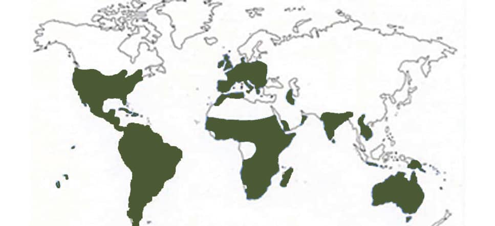 Barn Owls Distribution Map