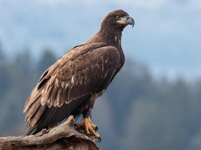 Bald Eagle - Juvenile