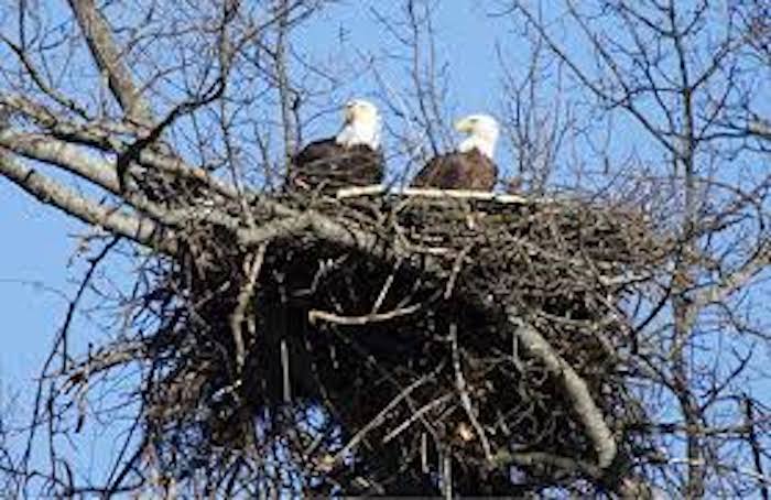 Bald Eagle Nest