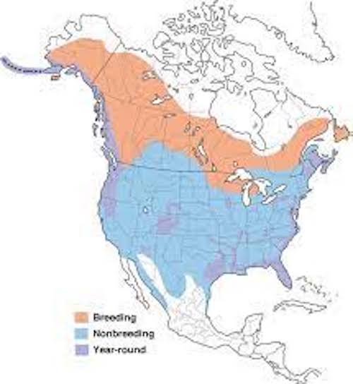 Bald Eagle Range Map