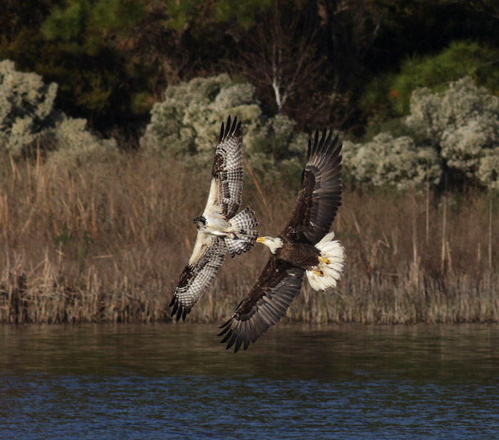 Bald Eagle chasing Osprey