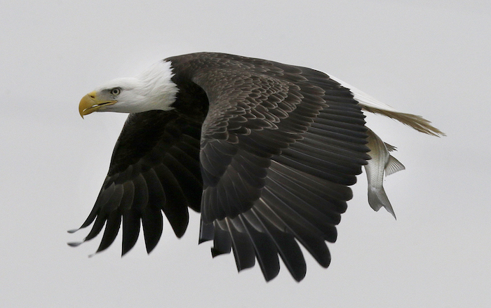 Bald Eagle in Flight