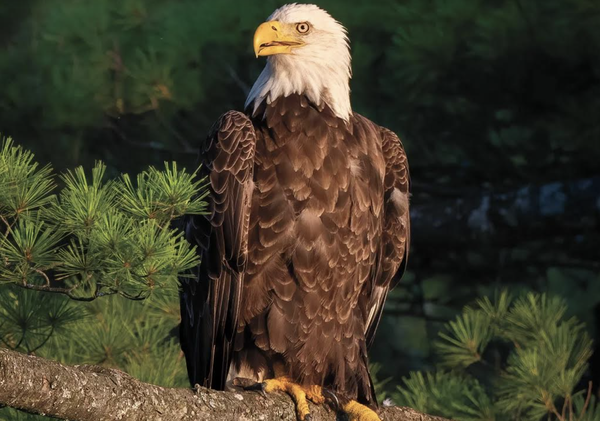 The Success of the Bald Eagle