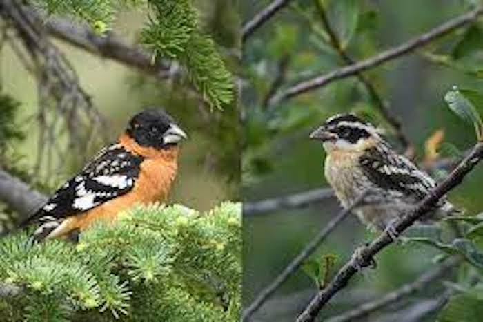 Black-Headed Grosbeak male and female