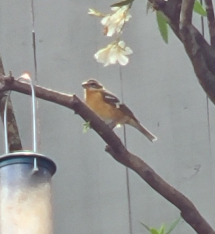 Backyard Tales of a Black-headed Grosbeak and a Western Tanager