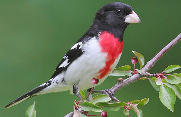 Rose-breasted Grosbeak