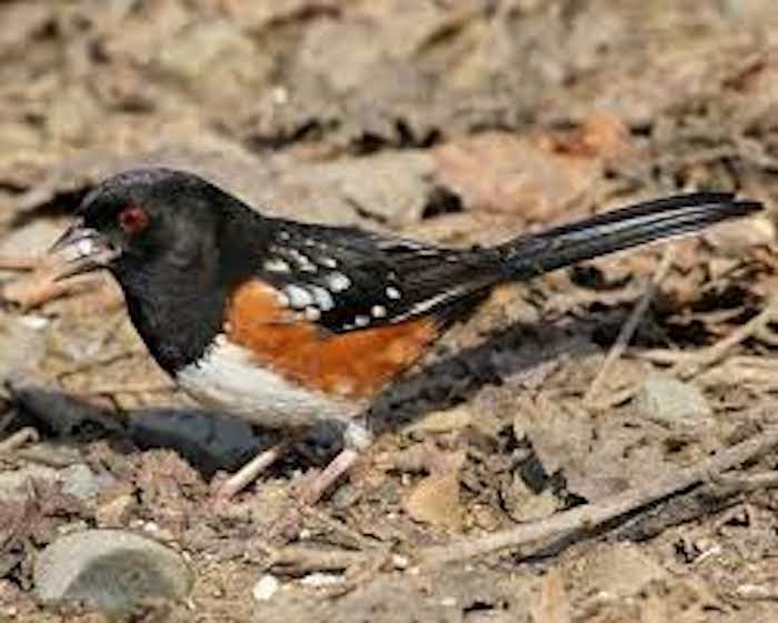 Spotted Towhee