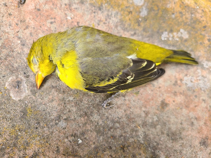 Western Tanager