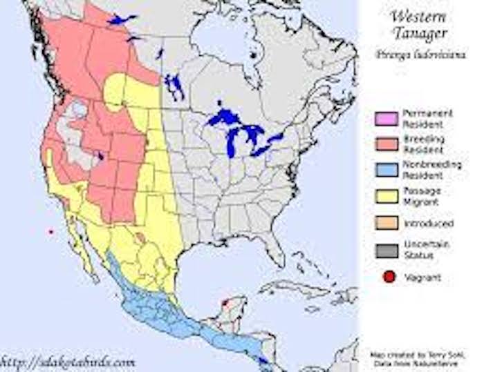 Western Tanager Range Map