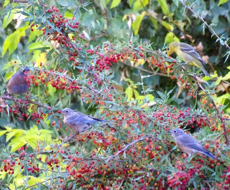 Western Bluebird Berries