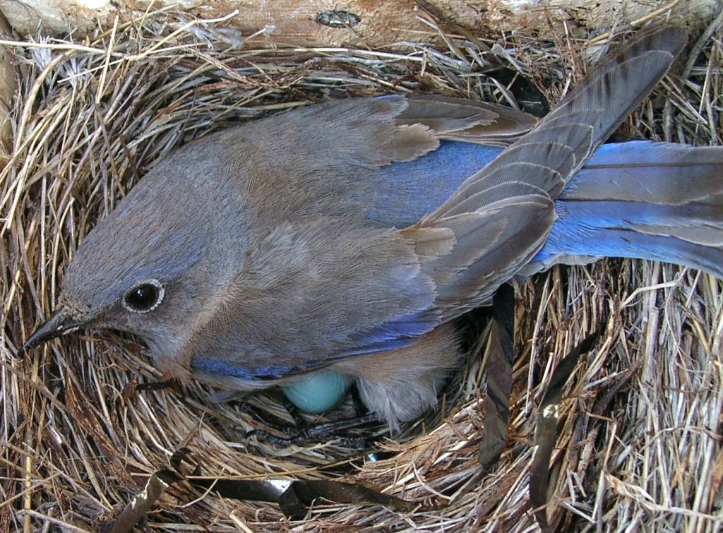 Western Bluebird Nesting