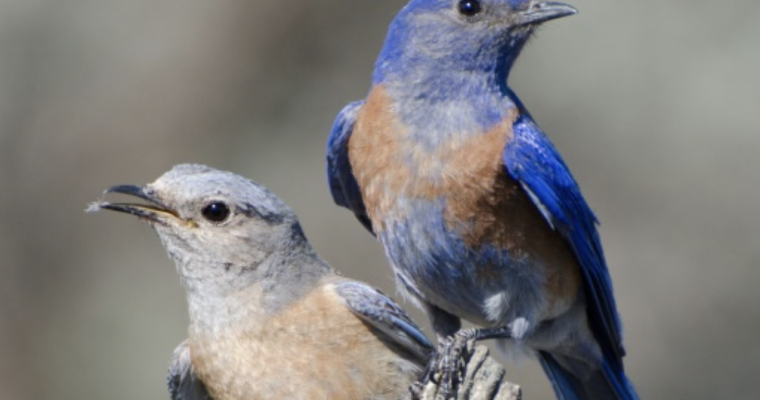 Western Bluebirds, an Example of Natal Philopatry