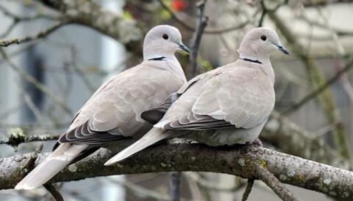 Eurasian Collared Doves – Invaders or Colonizers?
