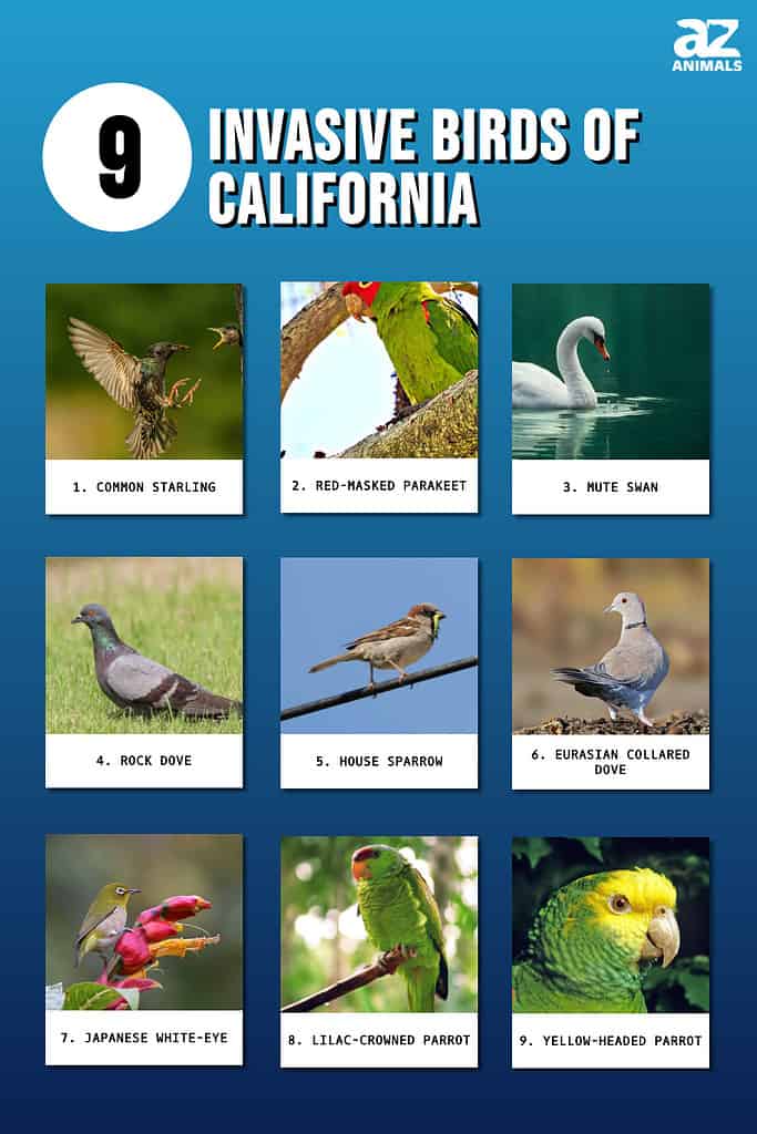 Invasive Birds of California