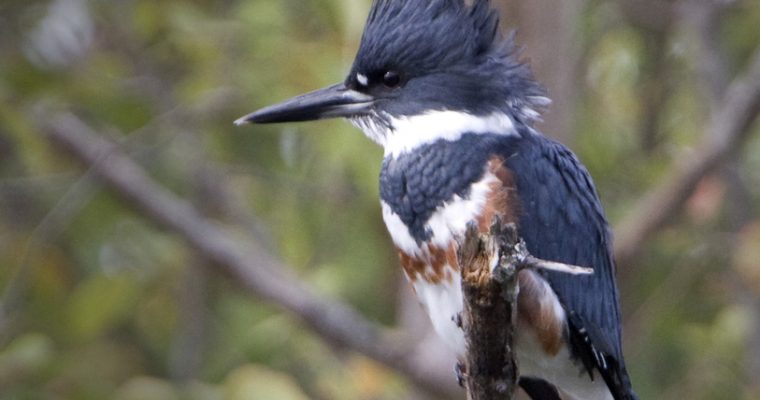 Belted Kingfisher: What You Need To Know