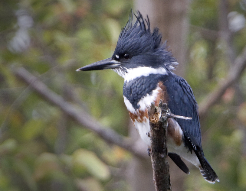 Belted Kingfisher: What You Need To Know