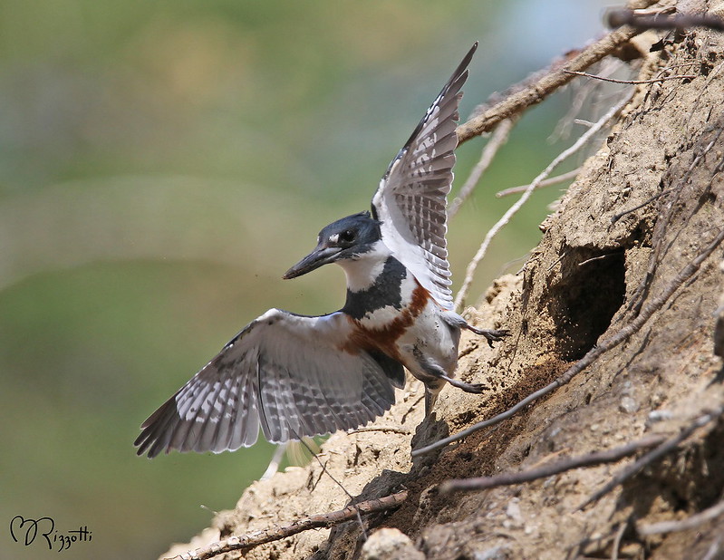Belted Kingfisher, Nest