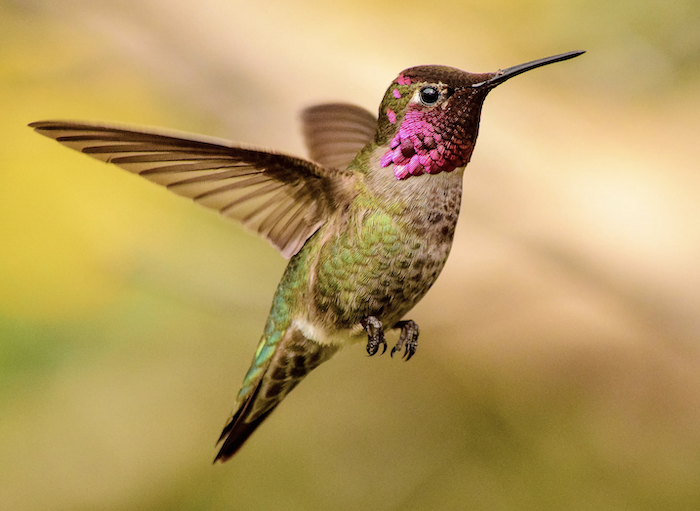 Anna's Hummingbird (male) | Hummingbirds in California