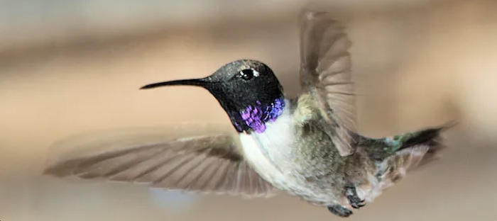 Black-chinned Hummingbird | Hummingbirds in California