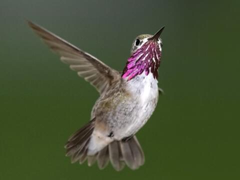 Calliope Hummingbird | Hummingbirds in California