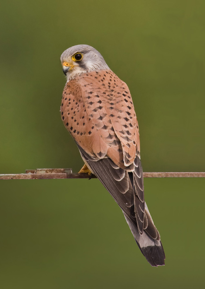 American Kestrel, Small Falcon with a Large Appetite