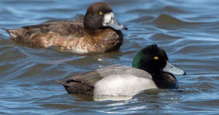 Scaup, A Confusion of Ducks and Geese
