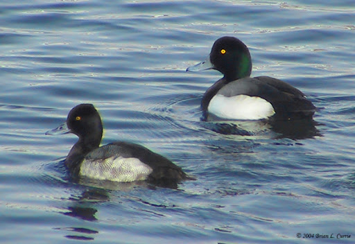 Greater and Lesser Scaup comparison